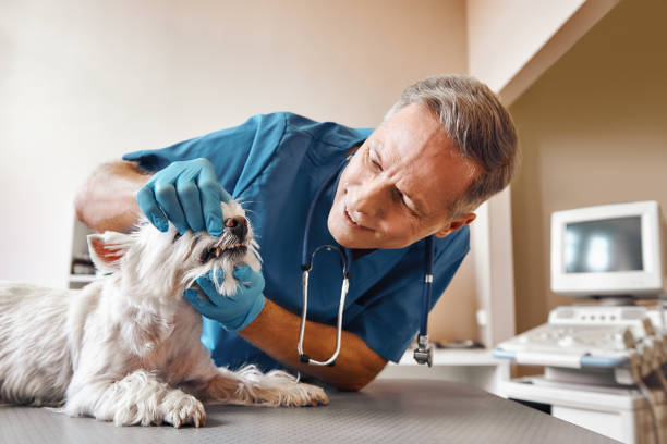 Best Emergency Dentist for Lost Fillings or Crowns in Raven, VA